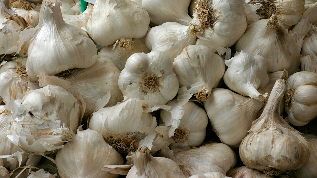 Allium sativum - Garlic 02 von Nino Barbieri. Wikimedia Commons, CC-BY-SA