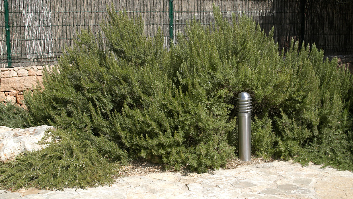 Rosmarin als Busch von Jens Hafner. Wikimedia Commons. CC-BY-SA